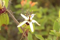 Passiflora bogotensis