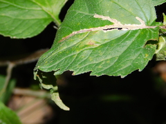 Coleosporium campanulae