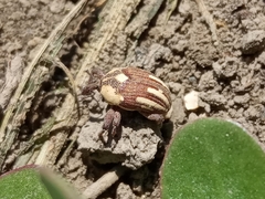 Sternuchopsis karelinii