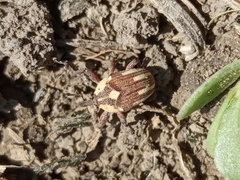 Sternuchopsis karelinii