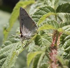 Tharsalea xanthoides