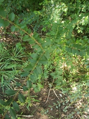 Maytenus boaria