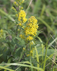 Solidago virgaurea asiatica
