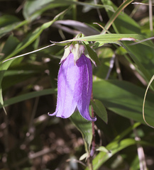Campanula punctata hondoensis