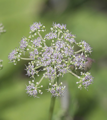 Angelica decursiva