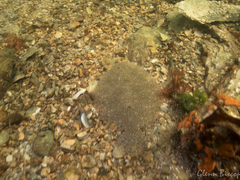 Scophthalmus rhombus