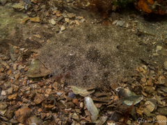 Scophthalmus rhombus