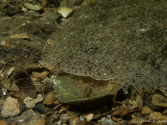 Scophthalmus rhombus