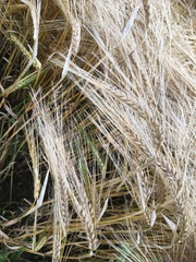 Hordeum vulgare