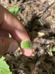 Geum canadense camporum