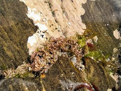 Lithophyllum incrustans