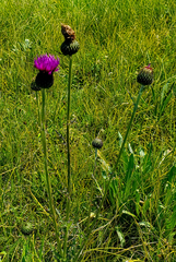 Cirsium grahamii