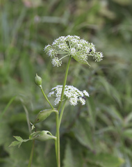 Angelica decursiva