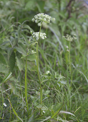 Angelica decursiva