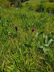 Cirsium grahamii
