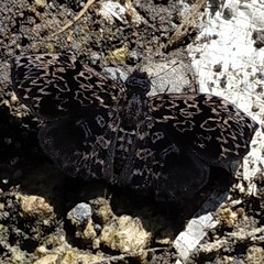 Cycloglypha thrasibulus thrasibulus