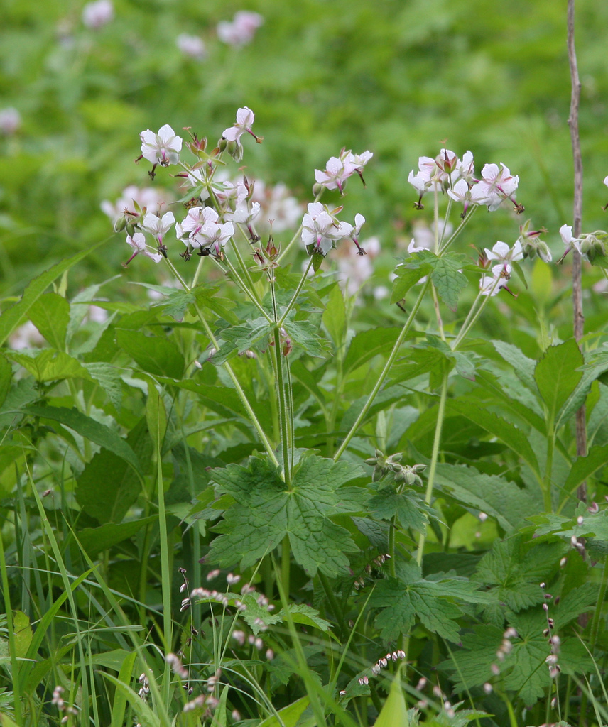 Geranium reinii