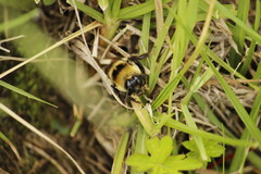 Bombus haueri