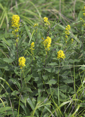 Solidago virgaurea asiatica