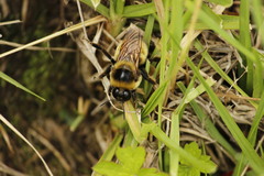Bombus haueri