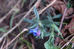 Glandora diffusa