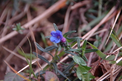 Glandora diffusa