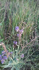 Anchusa leptophylla