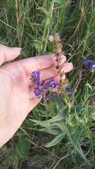 Anchusa leptophylla