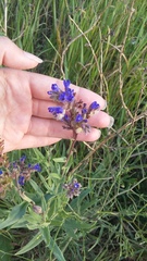 Anchusa leptophylla