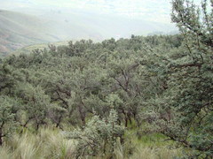 Polylepis subtusalbida