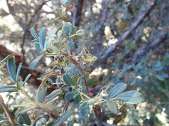 Polylepis subtusalbida