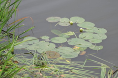 Nymphaea candida