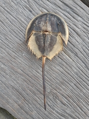 Carcinoscorpius rotundicauda