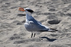 Thalasseus maximus