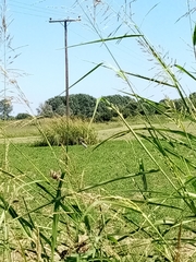 Ardea cinerea