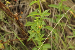 Alonsoa meridionalis