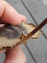 Carcinoscorpius rotundicauda