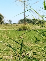 Ardea cinerea