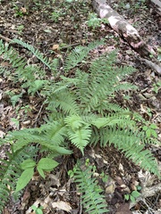Polystichum acrostichoides