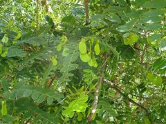 Tipuana tipu