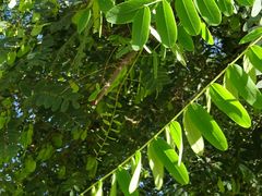 Tipuana tipu