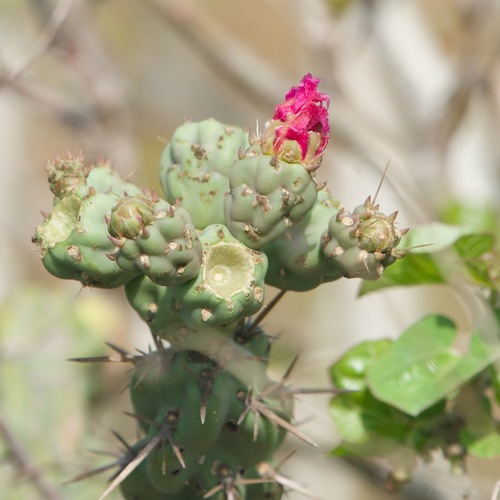 Cylindropuntia cholla (Cylindropuntia cholla)