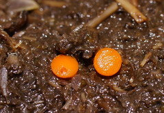 Cheilymenia raripila