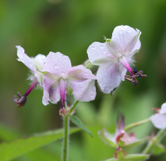 Geranium reinii