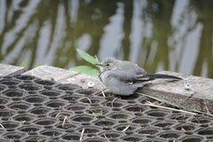 Motacilla alba