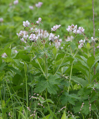 Geranium reinii