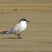 Australian Gull-billed Tern - Photo (c) Victor W Fazio III, some rights reserved (CC BY-NC), uploaded by Victor W Fazio III
