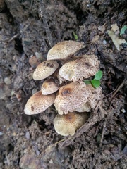 Agaricales