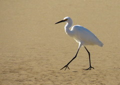 Egretta garzetta nigripes