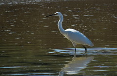 Egretta garzetta nigripes
